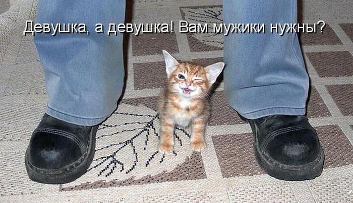 Весёлая котопятница (40 фото)