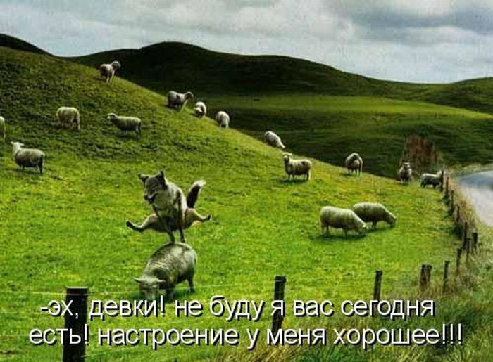 Весёлые картинки с надписями (30 фото)