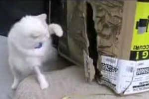 Смешные кошки и коты