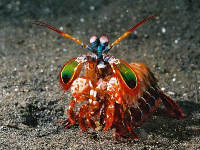 Морские жители