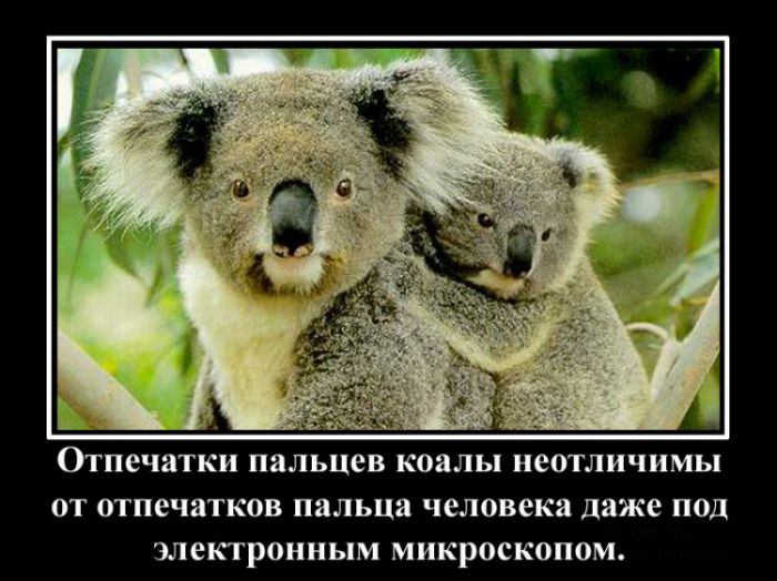 Немного интересных фактов