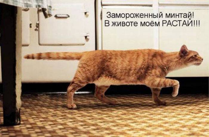 Прикольная котоматрица