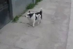 Смекалистый пёс