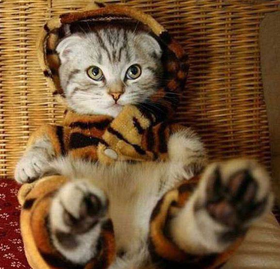Забавные котейки (27 фото)