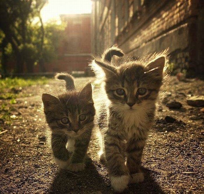 Мега позитивные котейки