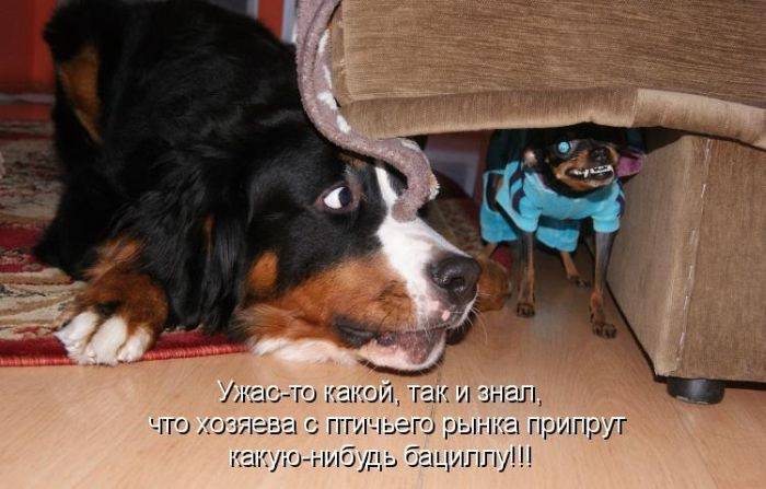 Смешные картинки с надписями