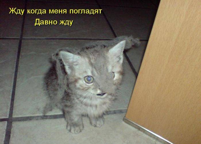 Весёлые картинки с надписями