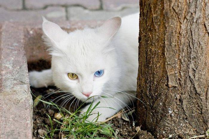 Котейки с разным цветом глаз (22 фото)