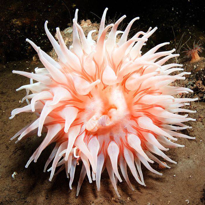 Удивительное Белое море (40 фото)