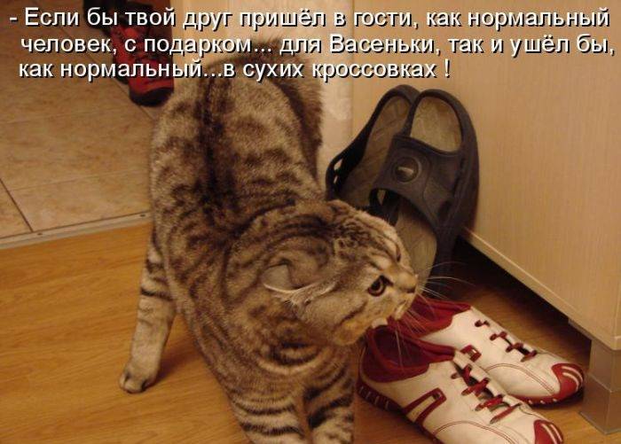 Смешные фото с надписями