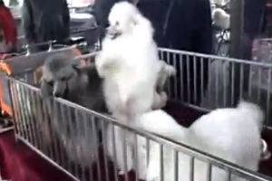Пудель отжигает