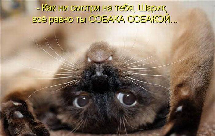 Новая порция смешных картинок с надписями