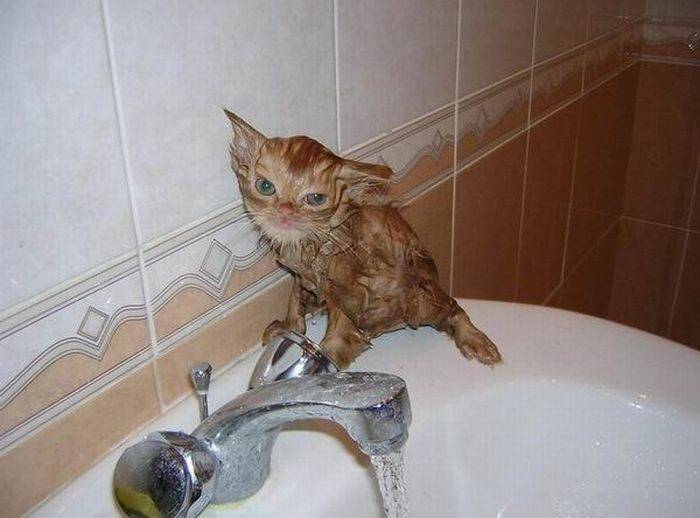 Котейки не любящие купаться