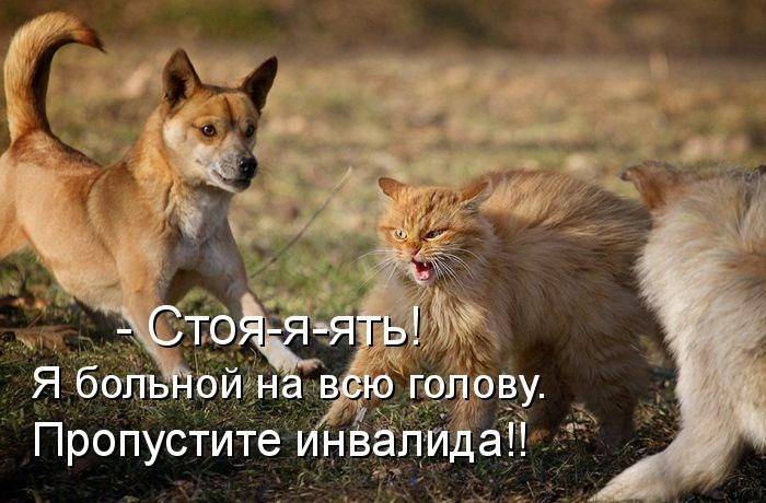Юмор в картинках с надписями