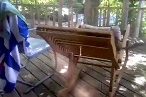 Очередная глупая белка