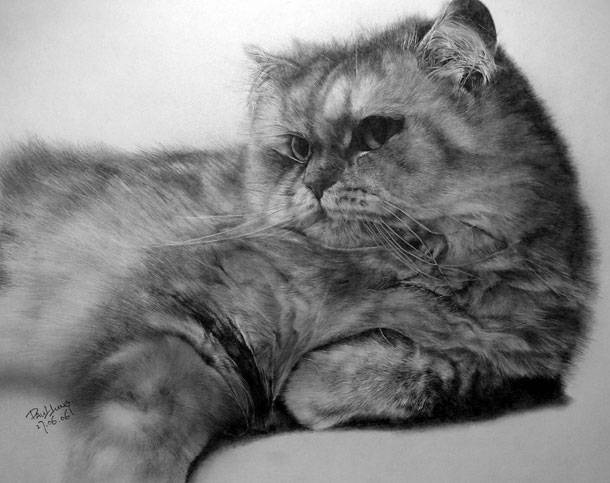 Невероятные рисунки кошек простым карандашом (22 картинки)