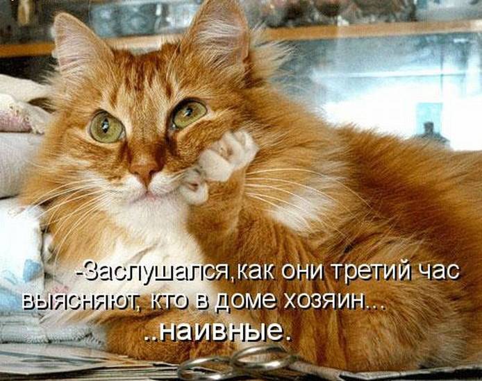 Забавные картинки с надписями