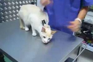 Отключка кота