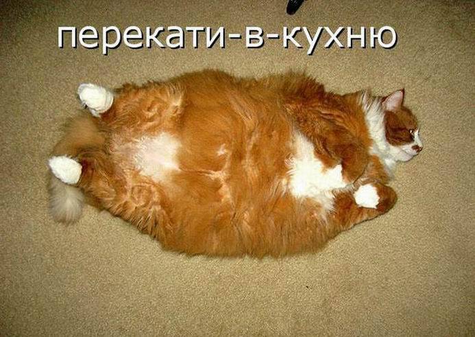 Подборка котопозитивов