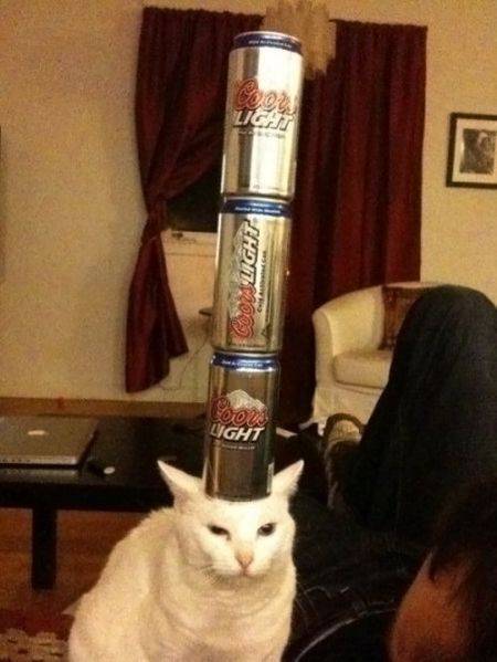 Очень ленивые котейки