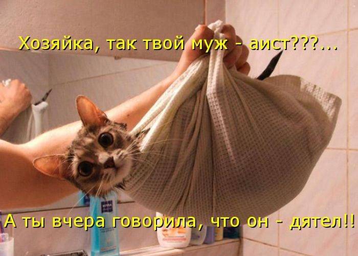 Смешные картинки с надписями