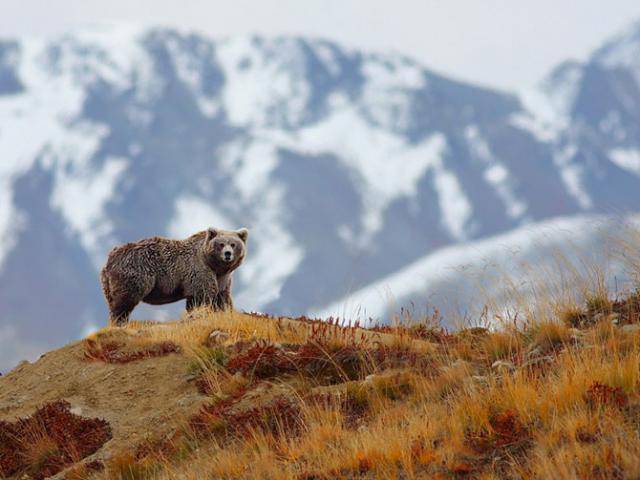 Завораживающие фотографии животных от  National Geographic