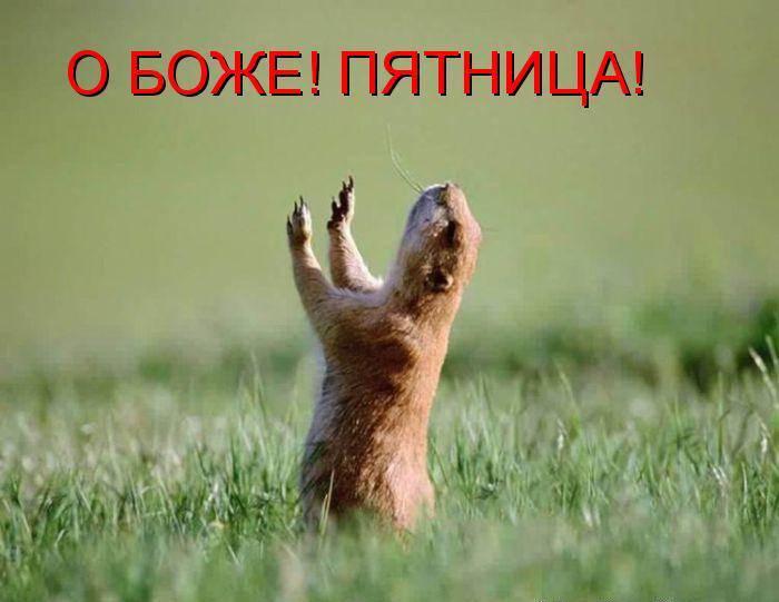 Позитив в фото с животными