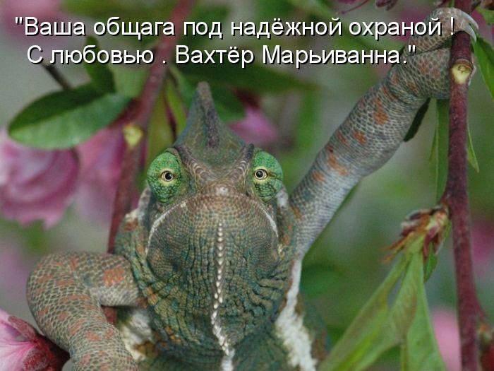 Подборка котопозитивов