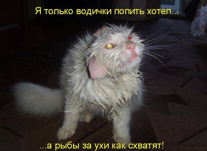 Смешные фото с надписями