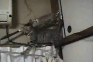 Кот идёт на свидание?