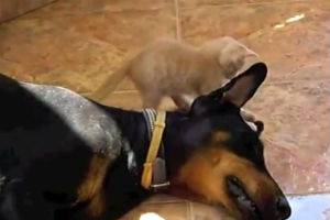 Котёнок достаёт добермана