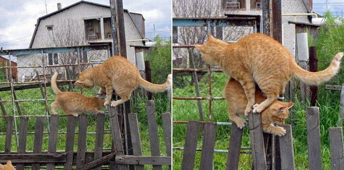 Прикольные котята