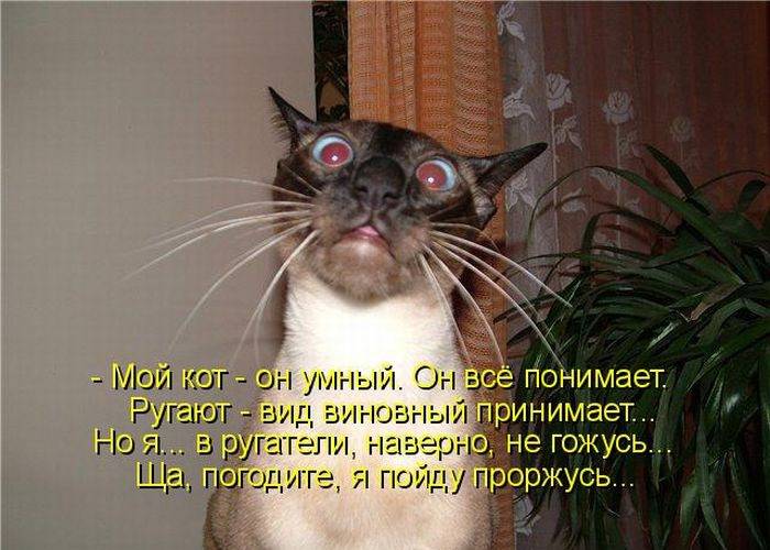Смешные картинки с надписями