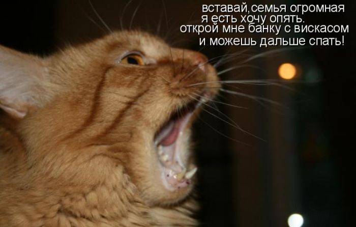 Весёлые картинки с надписями