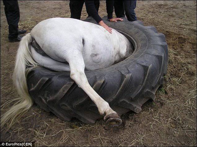 Застрявшая пони (3 фото)