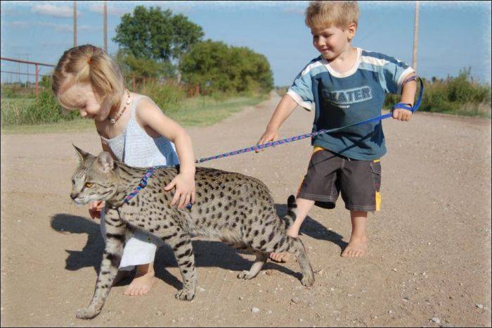 Самая большая кошка в мире