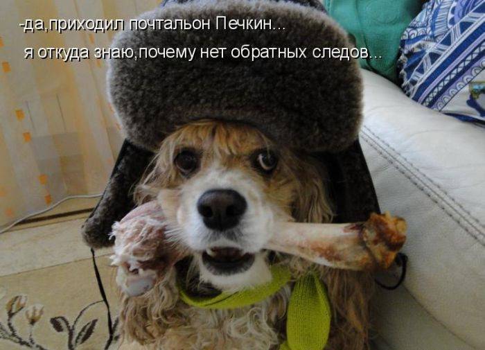 Смешные картинки с надписями