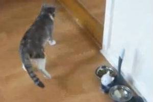 Пьяный котэ