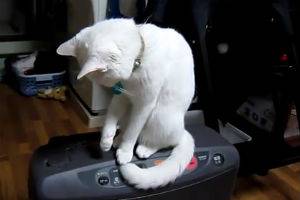 Игривый котэ
