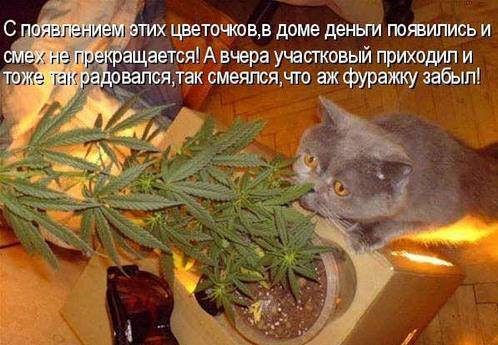 Забавные картинки с надписями