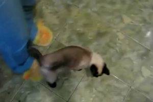 Котэ стенолаз