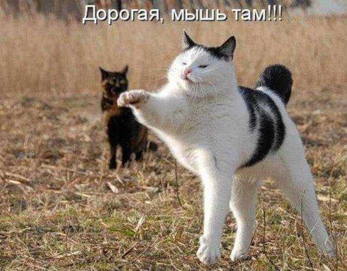 Прикольный котопозитив