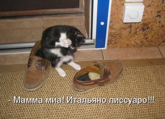 Забавные картинки с надписями