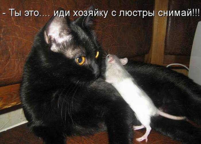 Забавные картинки с надписями