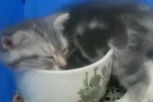 Супер позитивные коты