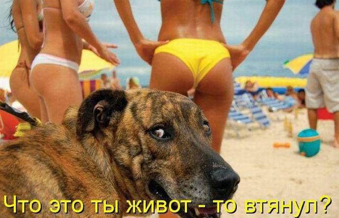Картинки с забавными надписями