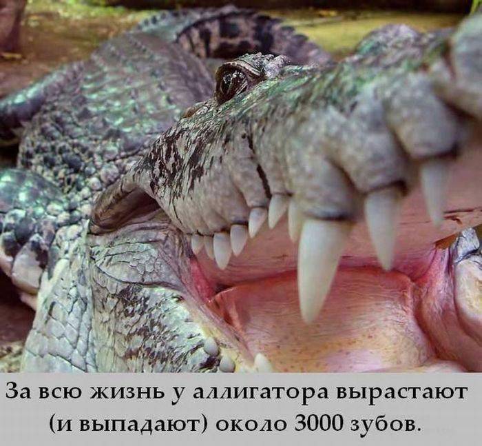 Интересные факты в картинках (25 фото)