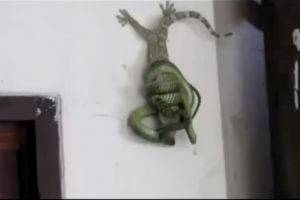 Спас своего другана!