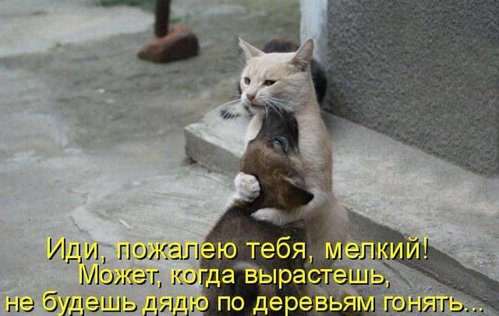 Забавный котопозитив