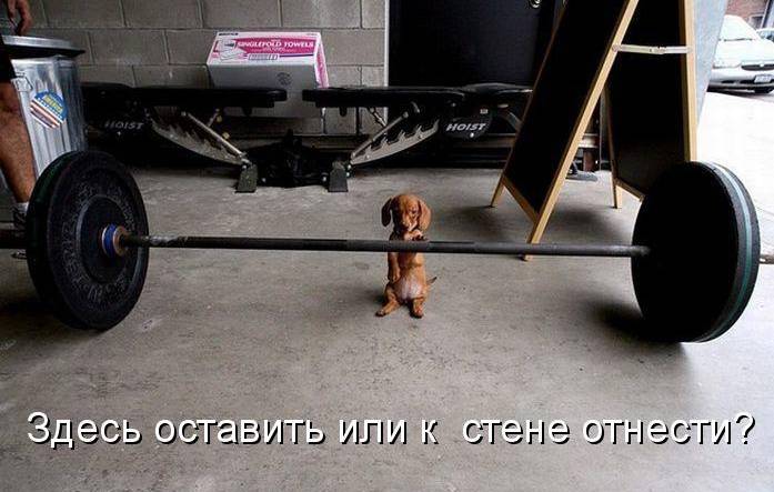 Картинки с забавными надписями